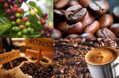 Biểu trưng Nhãn hiệu chứng nhận 'Cà phê Việt Nam chất lượng cao'